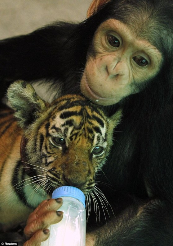 Baby chimp feeds baby tiger
